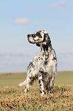 SETTER ANGLAIS 184